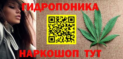 шишки Кингисепп